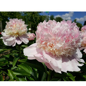 Paeonia Angel Cheeks