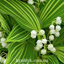 convallaria Polish Beauty