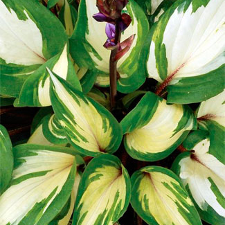 Hosta_Raspberry_Sundae_x