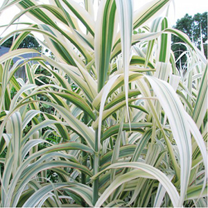 arundo-donax-variegata1