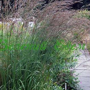 Molinia arundinacea Black Arrows