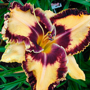 Hemerocallis_Ledgewood_Born_Free_x