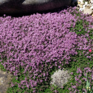 Thymus Thymus