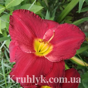 watermarked - лилейник Б-1