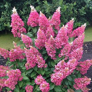 Hydrangea paniculata Pinky Winky