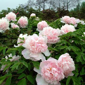 Tree peony Shining Zhao Fen Zhao's Pink