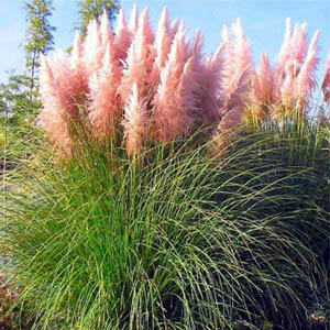 Cortaderia selloana Rose Plume
