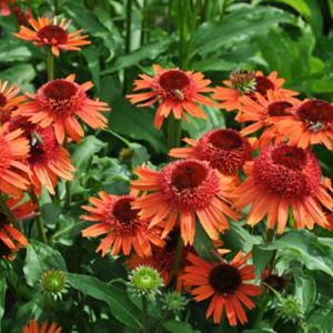 Echinacea-Carrot-cake-1-web-420x315