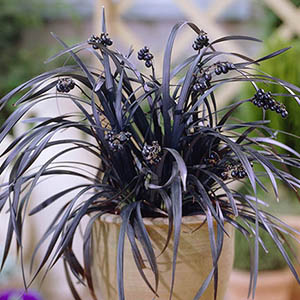 Ophiopogon Black Dragon1