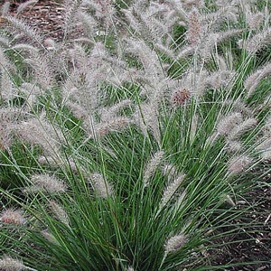 Pennisetum alopecuroides Peppa Pig1