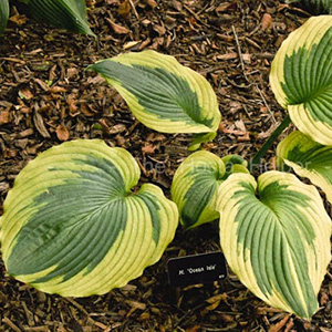 hosta ocean isle2 hosta ocean isle2