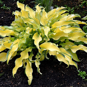hosta ripple effect 1