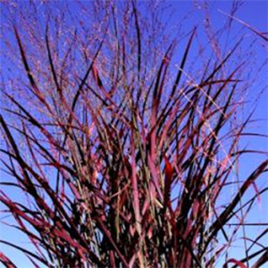 panicum virgatum 'hot rod