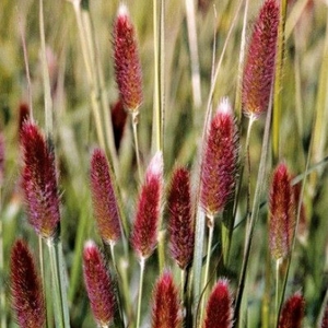 pennisetum red button