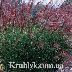 watermarked - Miscanthus sinensis Rotsilber 4