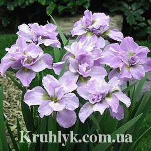 watermarked - ирис кита но сейза