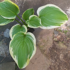 hosta 2