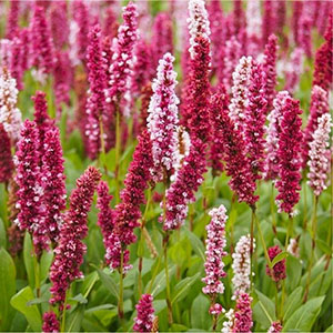 persicaria darjeeling red