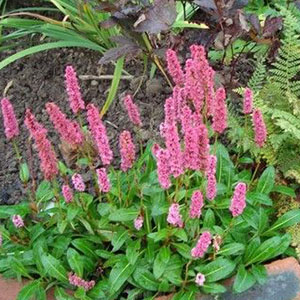 persicaria donald lowndes