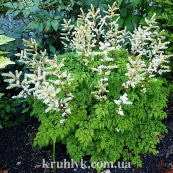 watermarked - aruncus-aethusifolius