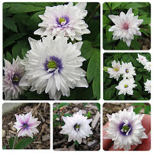 Анемона nemorosa Blue Eyes
