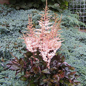 Astilbe-Spotlight-V