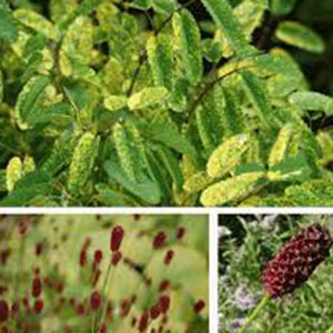 sanguisorba obtusa Lemon Splash