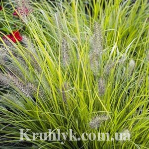 watermarked - Pennisetum alopecuroides 'Hameln Gold2