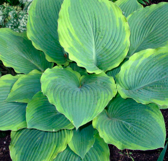 hosta-eclipse