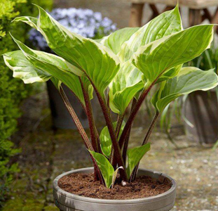 hosta Sorbet.1