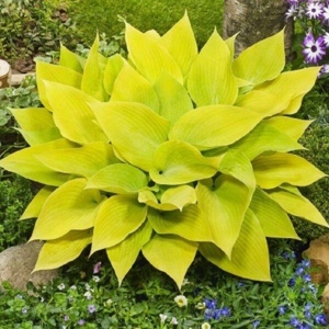 hosta sunny halcyon3
