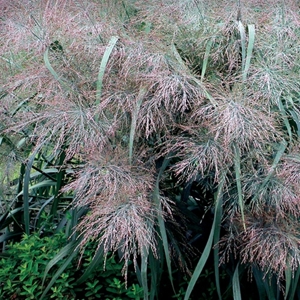 panicum dallas blues