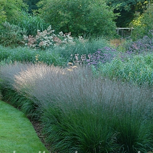 Molinia caerulea arundinacea Dauerstrahl
