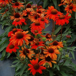 echinacea kismet intense orange