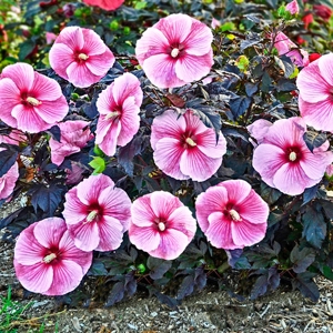 Hibiscus 'Starry Starry Night' PPAF
SKU 89702