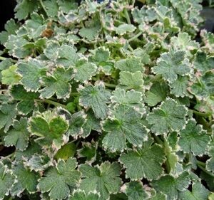 Geranium 'Dreamland
