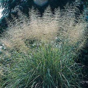 Sporobolus airoides