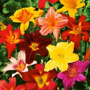 hemerocallis_mix (1)