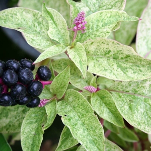 Phytolacca americana 'Silberstein4