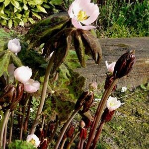Podophyllum