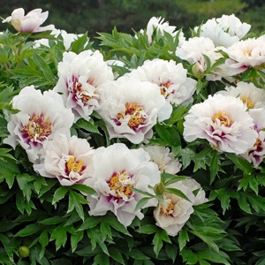 Paeonia кора лоис