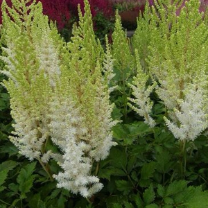 Astilbe You and Me Together
