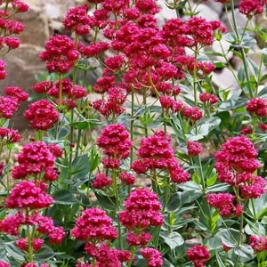 Centranthus ruber Albus