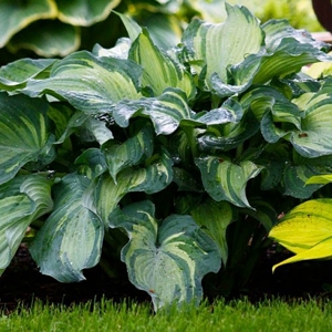 Hosta Guardian Angel