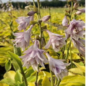hosta-ki-ren-jyaku