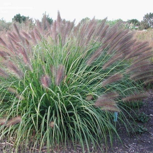 pennisetum alopecuroides national arboretum3