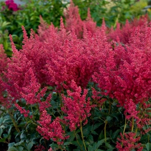 Astilbe japonica Montgomery 1