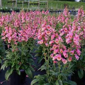 Digitalis Arctic Fox Rose
Color Code
Darwin 2020, #DIG 200
Container, Perennial
Photo: Karl Batschke
20180626-A6505000.jpg
DIG18-24699.jpg

Additional