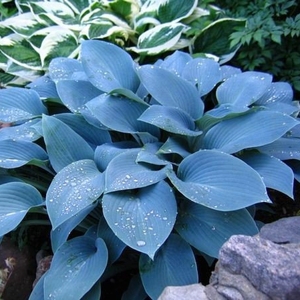 hosta halcyon