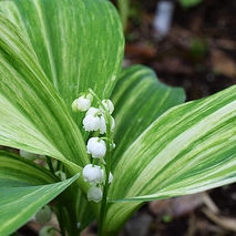 CONVALLARIA KEISKEI 'SHIRO SHIMA FU' CONVALLARIA KEISKEI 'SHIRO SHIMA FU'